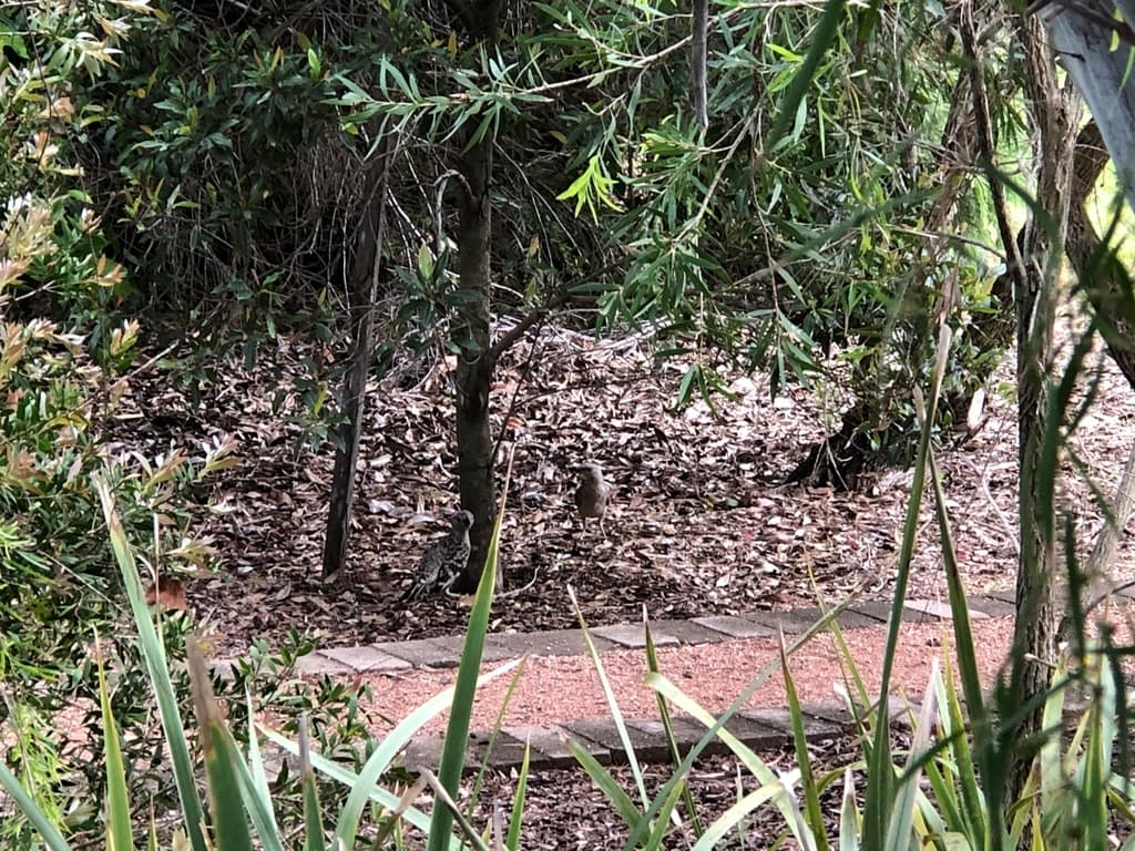 Great Bowerbird