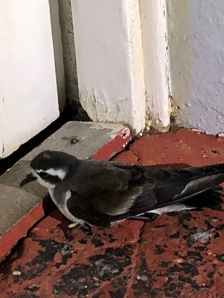 White-faced Storm Petrel