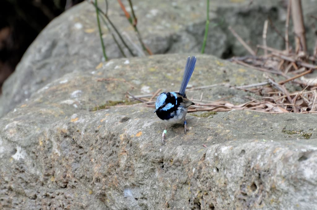 Superb Fairywren