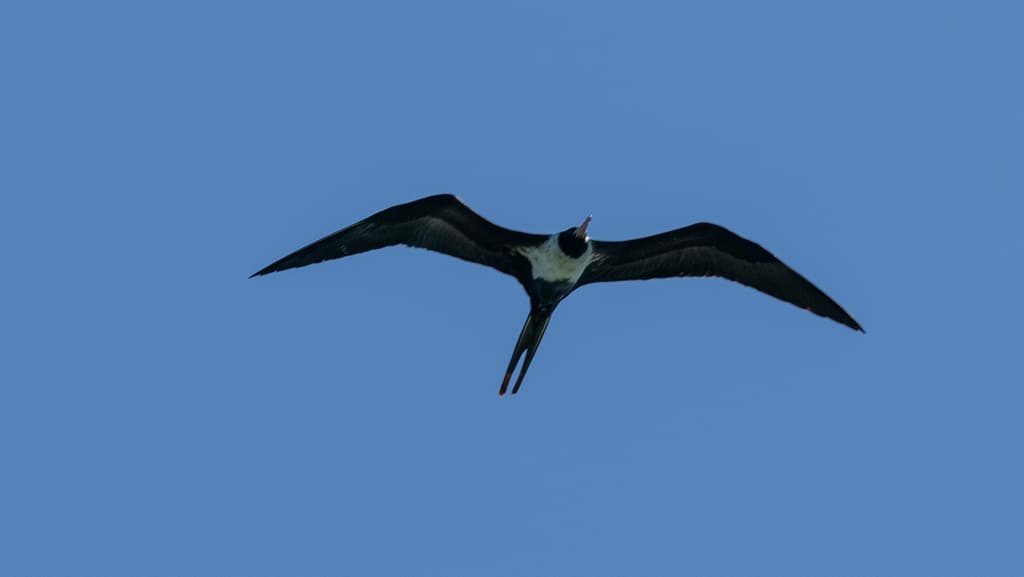 Lesser Frigatebird