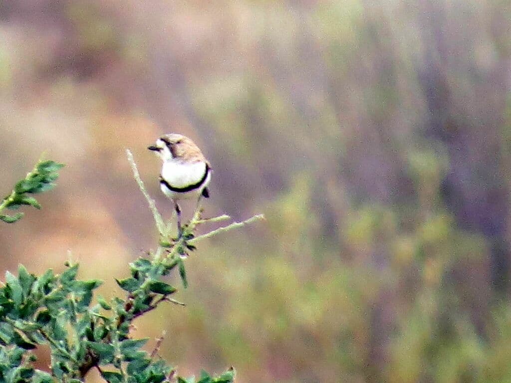 Banded Whiteface