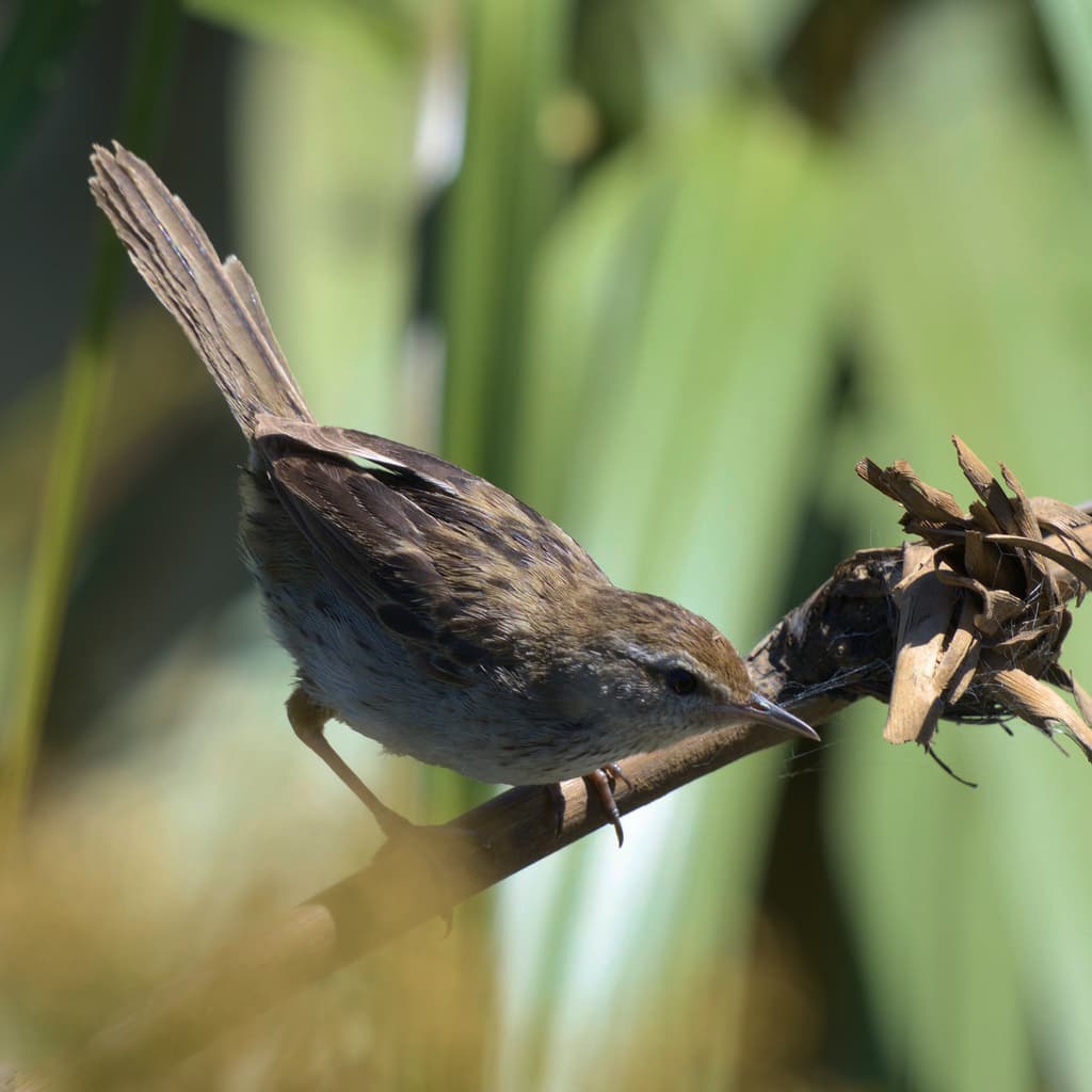 Little Grassbird