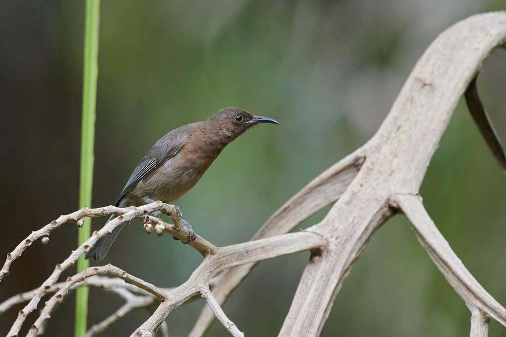 Dusky Myzomela