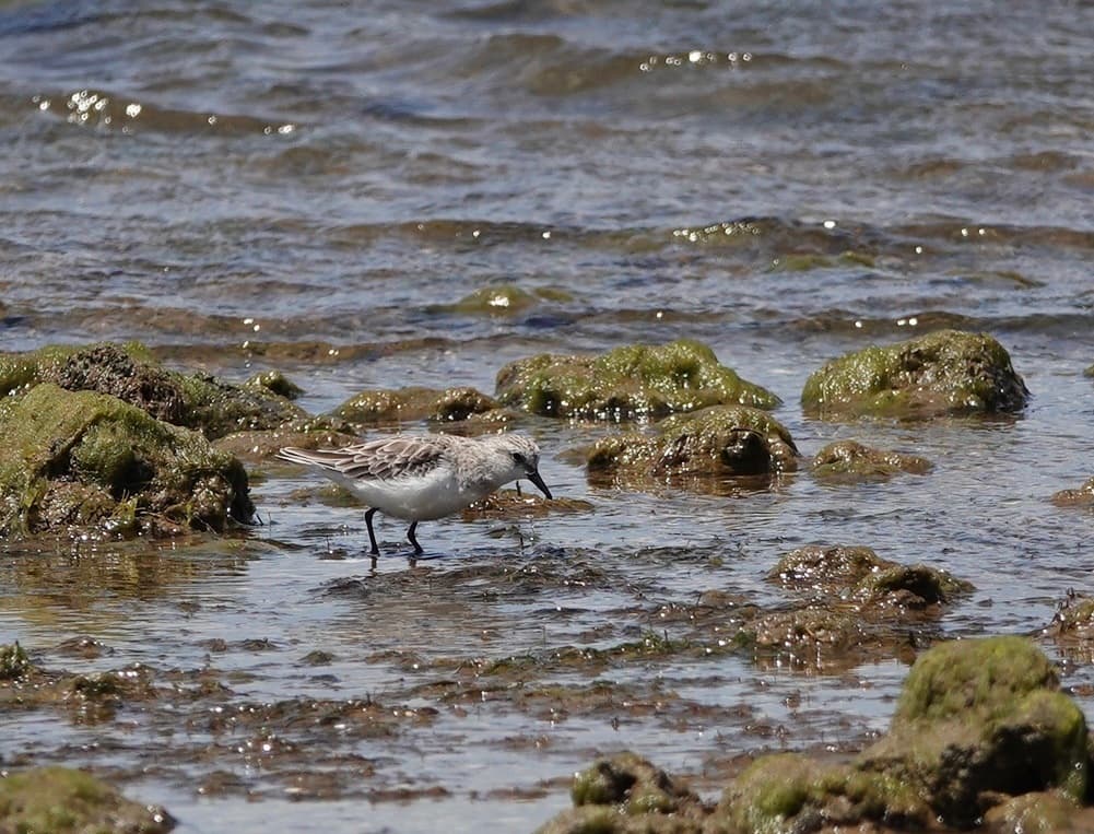 Red-necked Stint