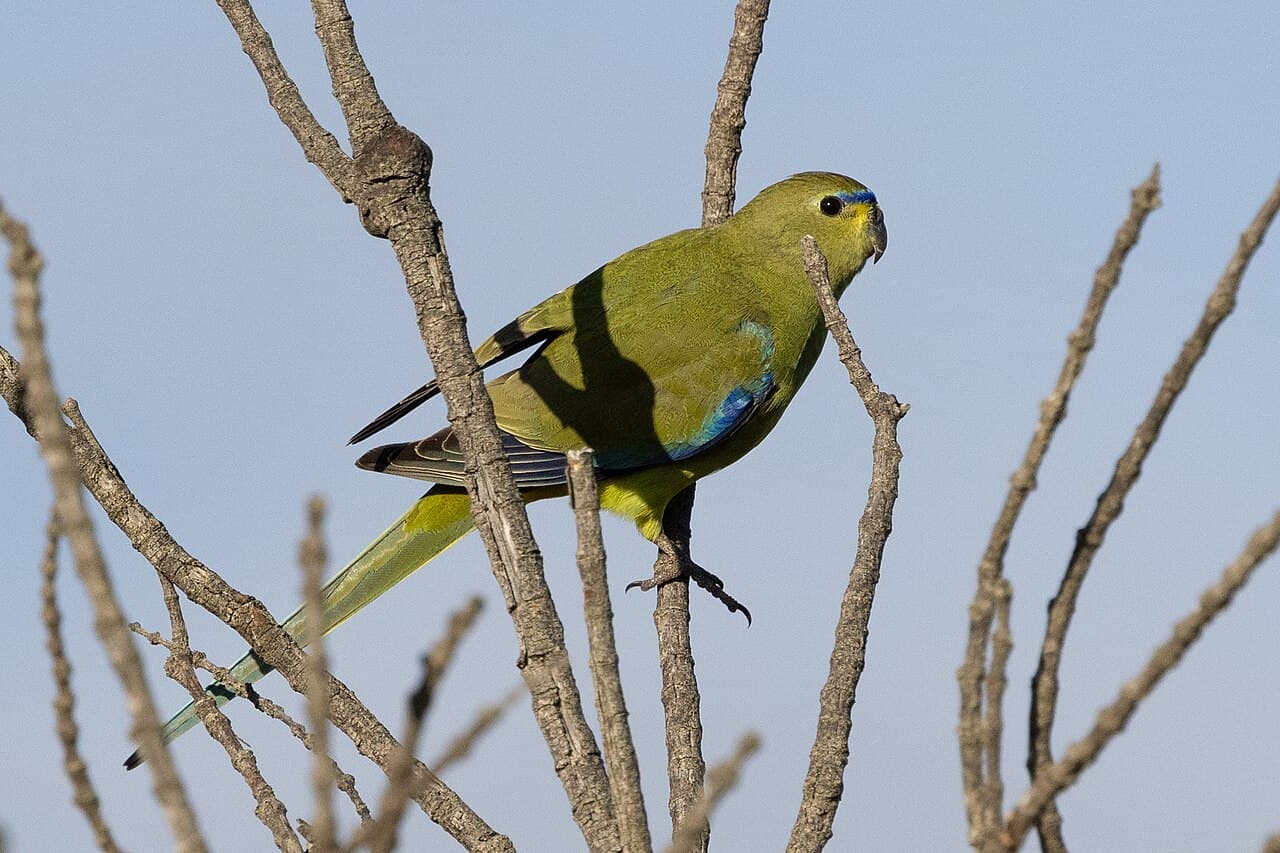 Elegant Parrot