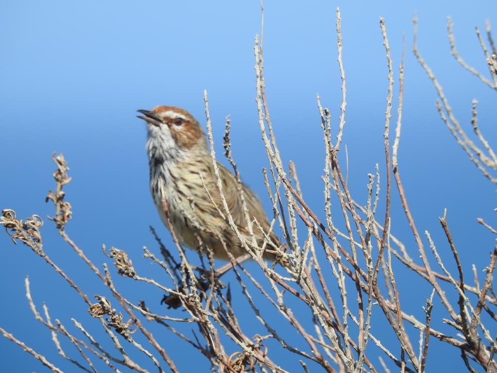 Rufous Fieldwren