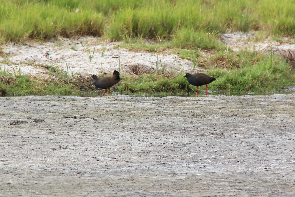 Black-tailed Nativehen