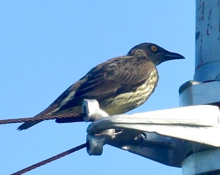 Singing Starling
