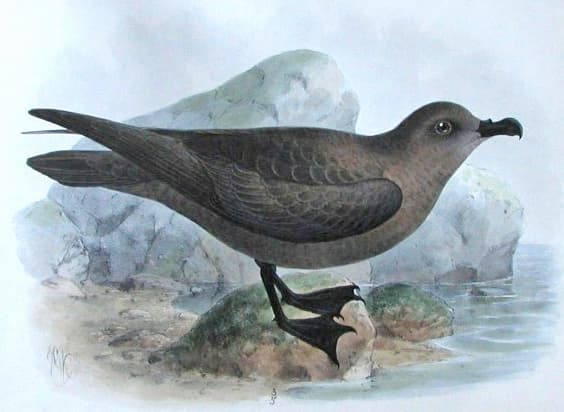 Great-winged Petrel