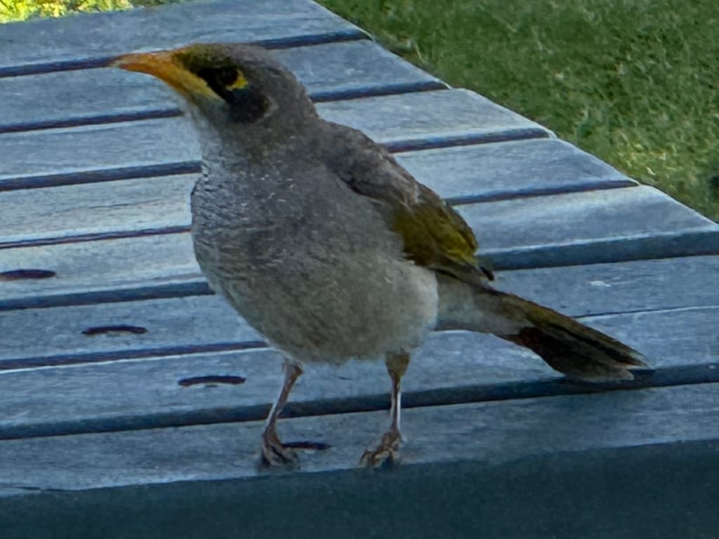Yellow-throated Miner