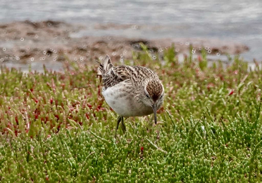 Sharp-tailed Sandpiper