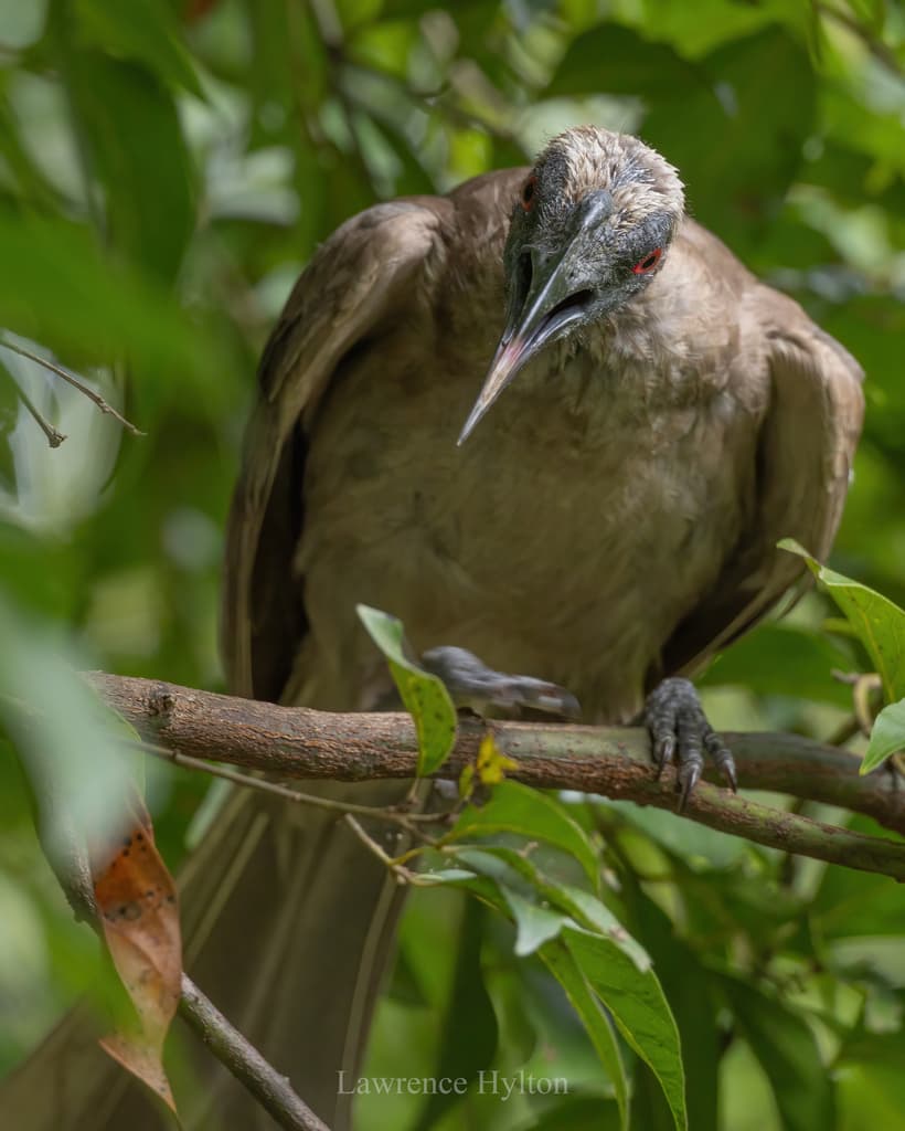 Helmeted Friarbird