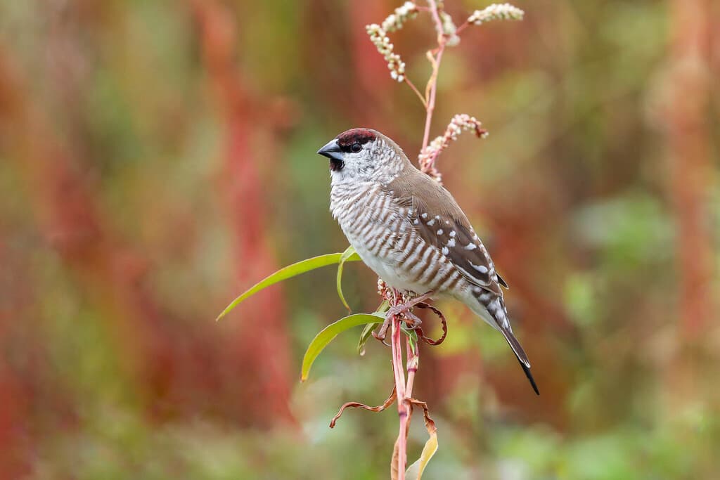 Plum-headed Finch