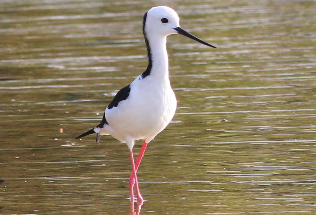 Black-winged Stilt