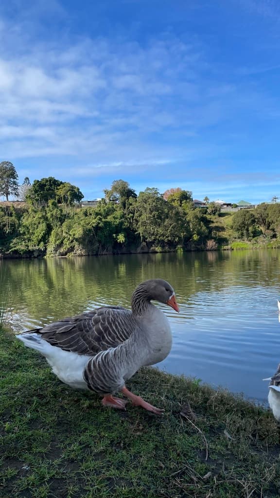 Greylag Goose