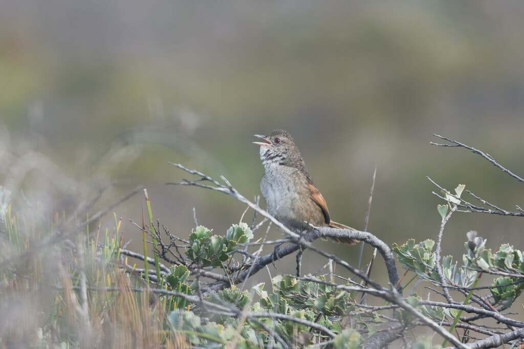 Western Bristlebird
