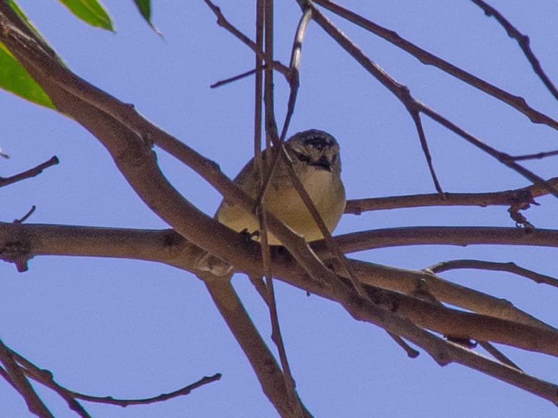 Yellow-rumped Thornbill