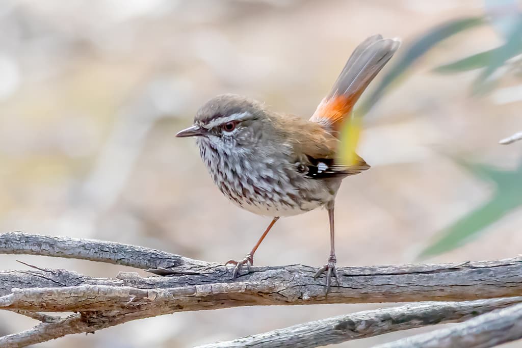 Shy Heathwren