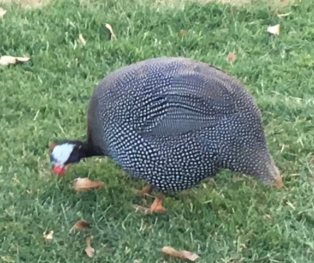 Helmeted Guineafowl