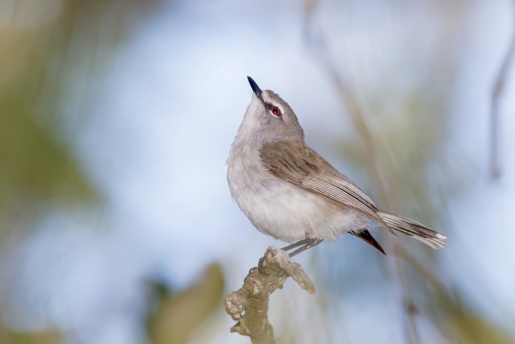Mangrove Gerygone
