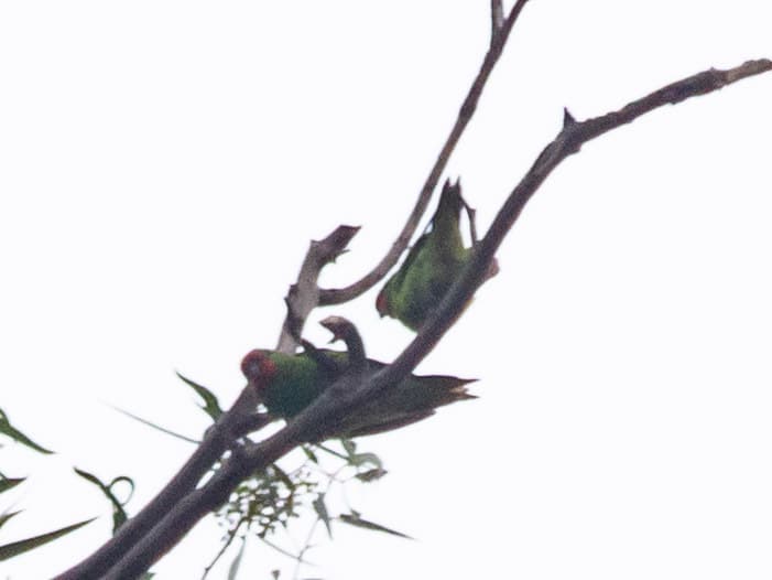 Little Lorikeet