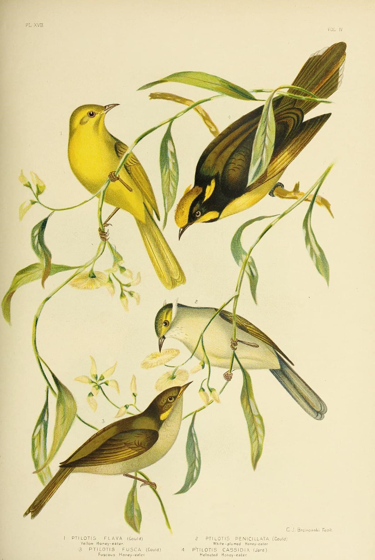 Yellow Honeyeater