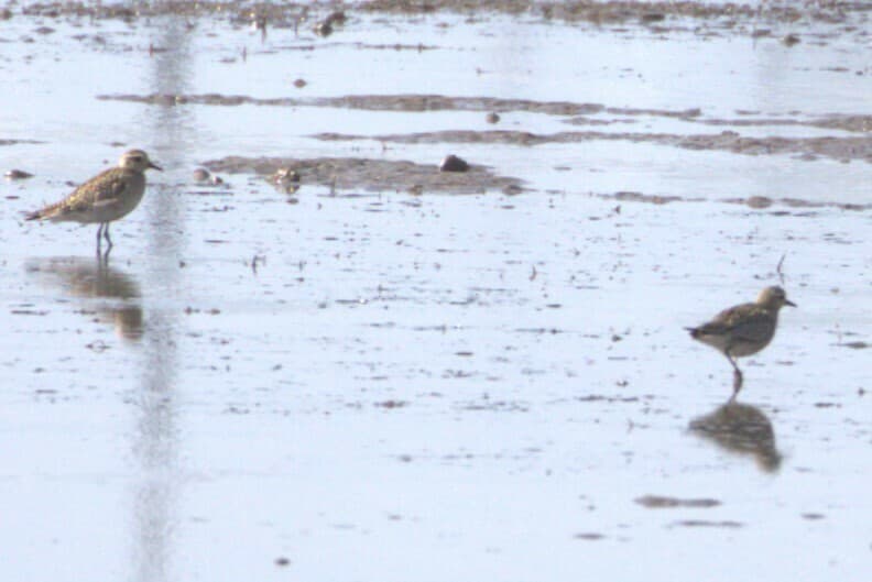 Pacific Golden Plover