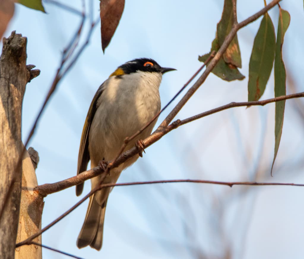 White-naped Honeyeater