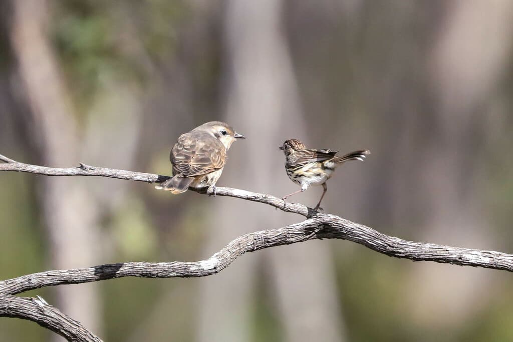 Black-eared Cuckoo