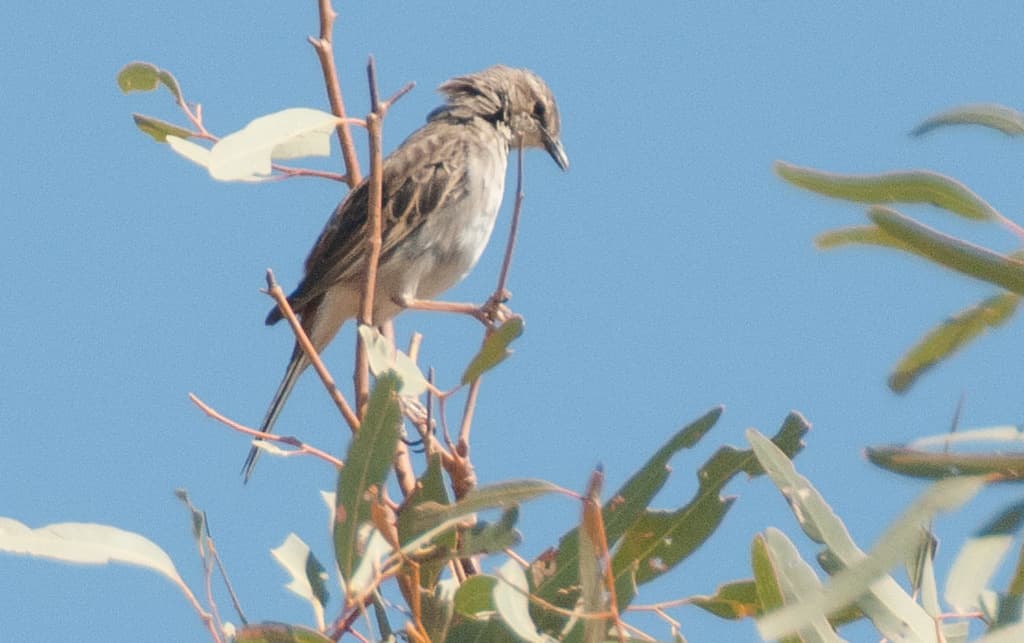 White-winged Triller