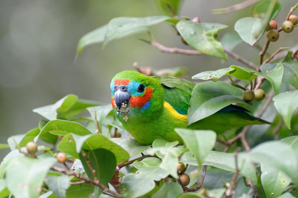 Double-eyed Fig Parrot