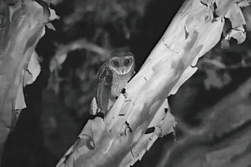 Lesser Sooty Owl