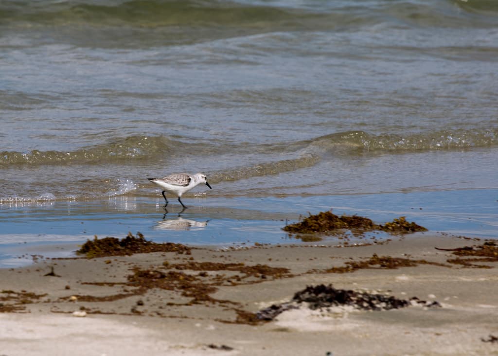 Sanderling