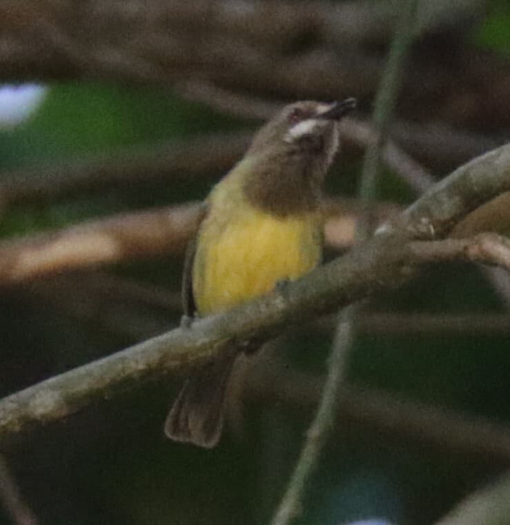 Fairy Gerygone