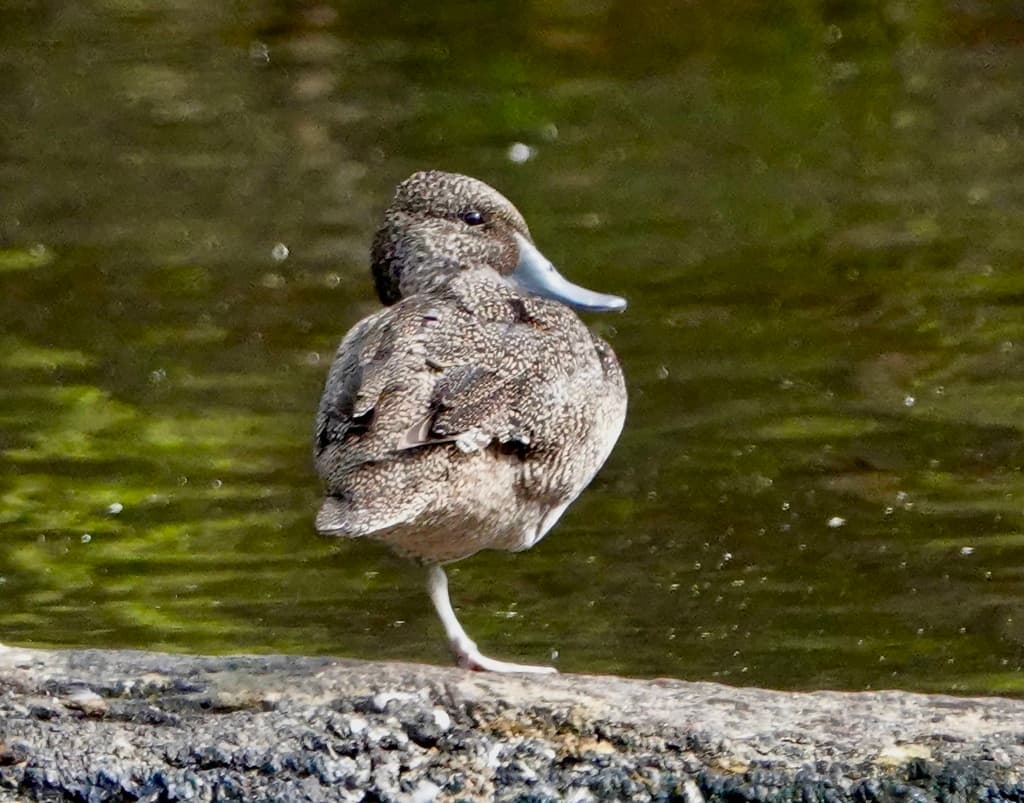 Freckled Duck