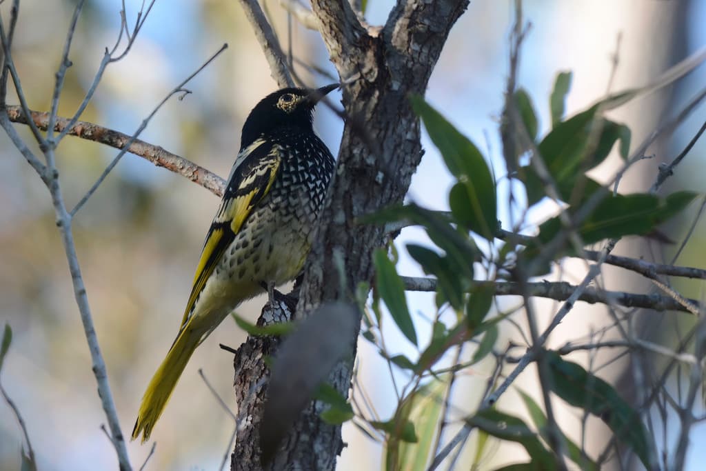 Regent Honeyeater