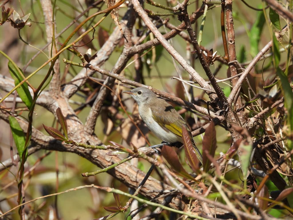 Rufous-banded Honeyeater