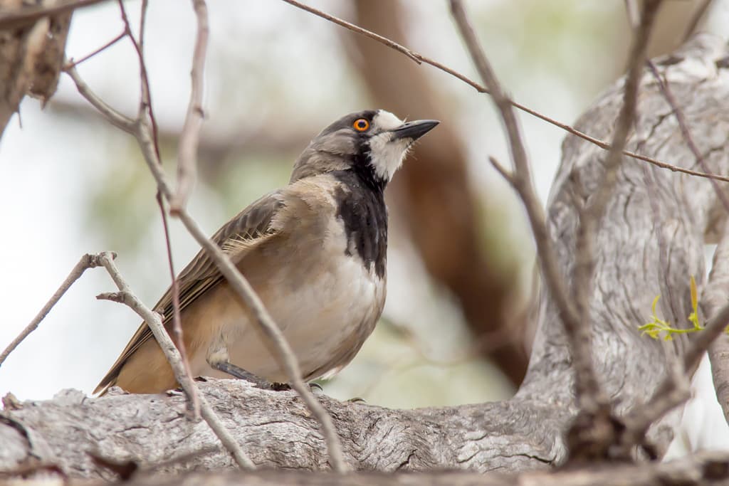 Crested Bellbird