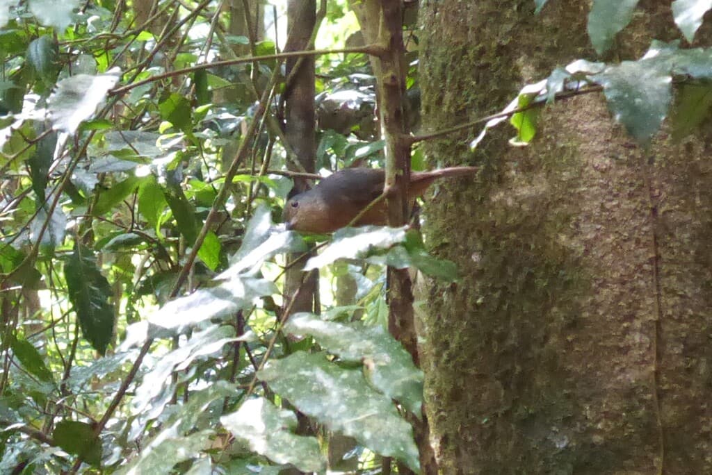 Bower's Shrikethrush