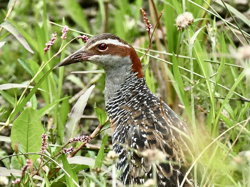 Buff-banded Rail