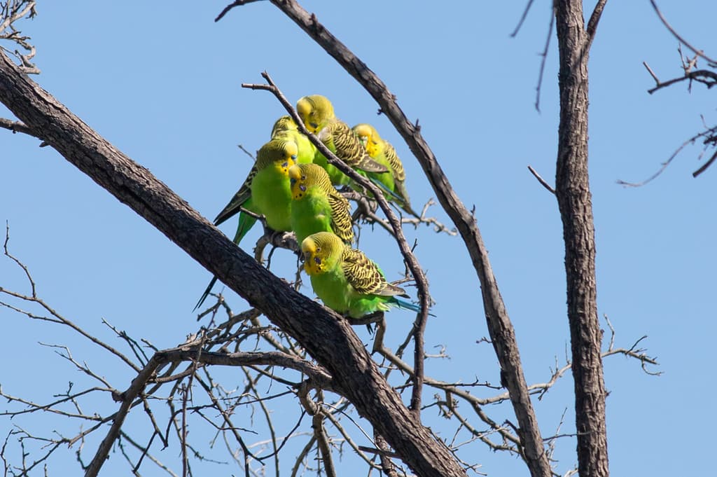 Budgerigar
