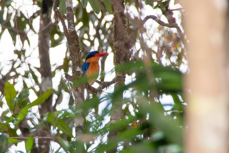 Buff-breasted Paradise Kingfisher