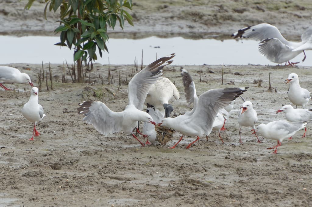 Silver Gull