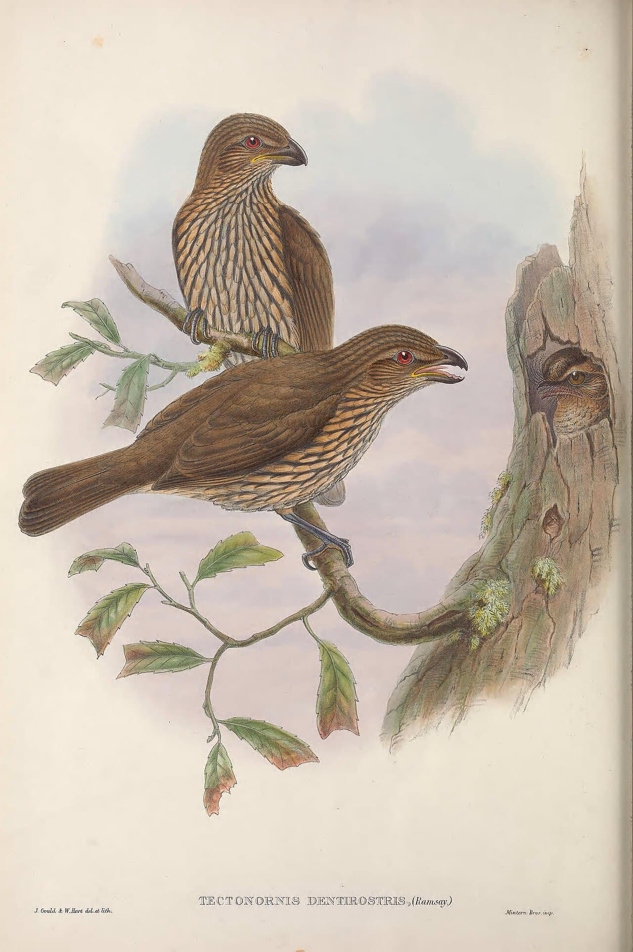 Tooth-billed Bowerbird