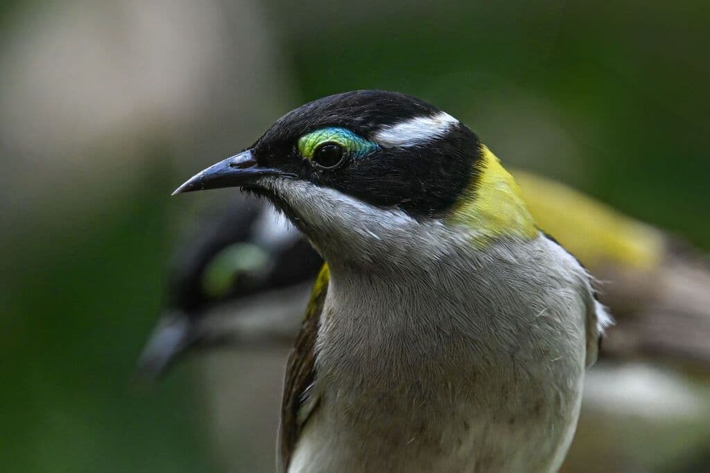 Black-chinned Honeyeater