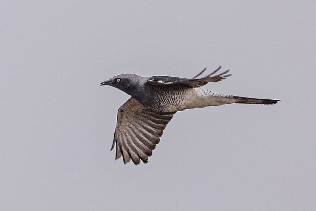 Ground Cuckooshrike