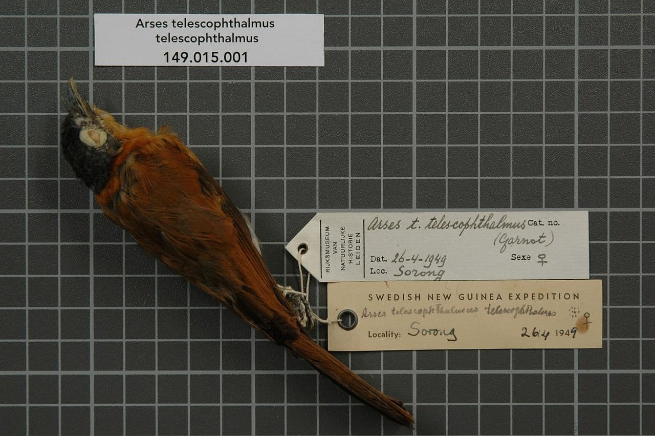 Frilled Monarch