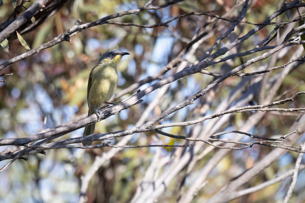Purple-gaped Honeyeater