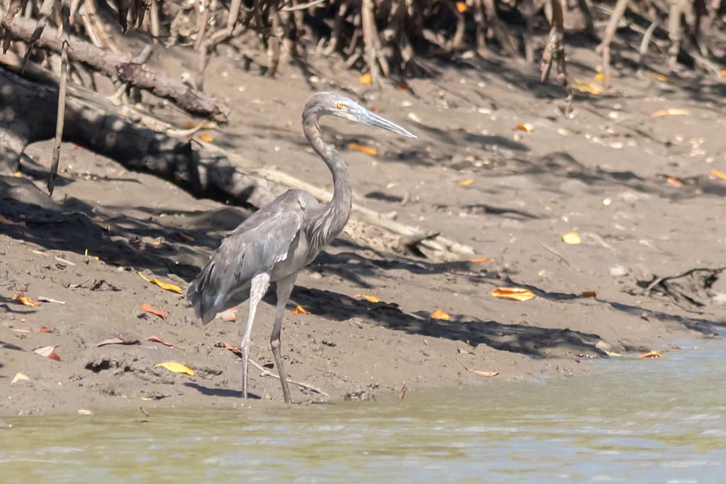 Great-billed Heron