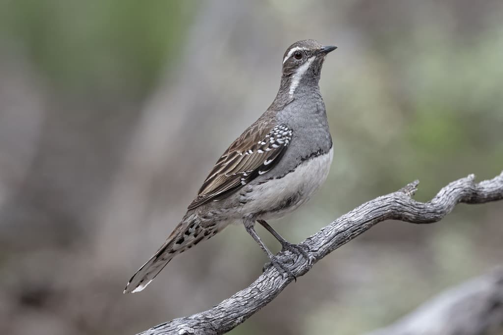 Chestnut Quail-thrush